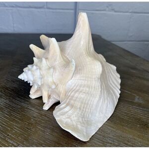 Large‎ Pink Queen Helmet Conch Shell Horned 9"-10" Nautical Beach House Decor